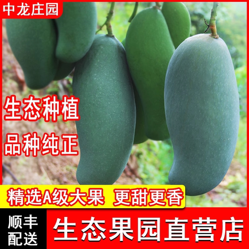 桂七芒果中龙庄园现摘现发正宗