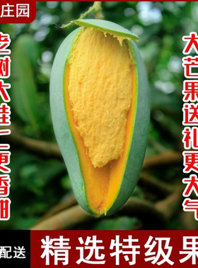 精选特大桂七芒果送礼优选现摘