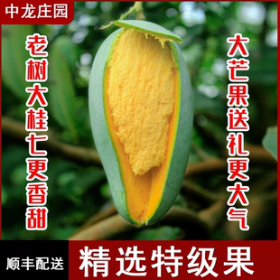 9斤广西桂7桂七香芒果大果新鲜水果大青芒老树田东中龙庄园包邮