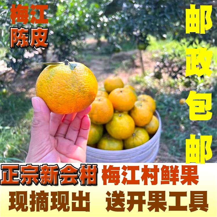 新会茶枝柑鲜柑柑子橘子陈皮鲜果
