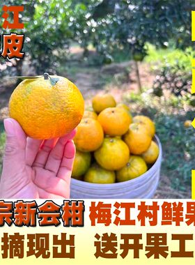 新会茶枝柑鲜柑柑子橘子陈皮鲜果