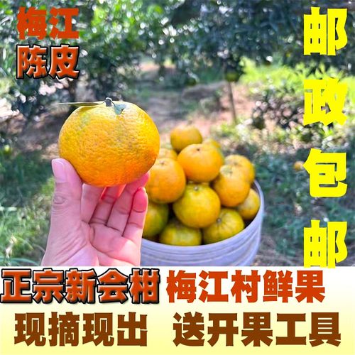 新会茶枝柑鲜柑柑子橘子陈皮鲜果