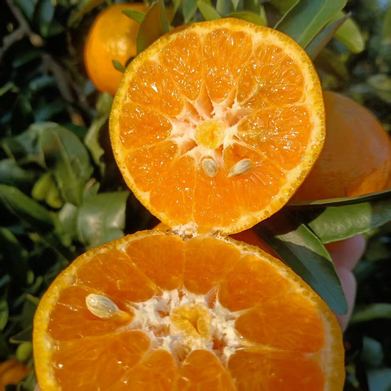 （农合鲜）原生态碰柑橘  香甜多汁 口感丰富现摘发货5斤包邮