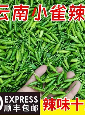 【顺丰包邮】云南小雀辣新鲜魔鬼辣椒超特辣泰国迷鸟眼指泰椒泡椒