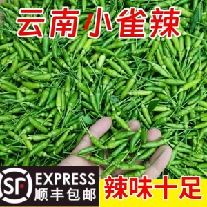 云南新鲜特辣小雀辣泰椒泡椒