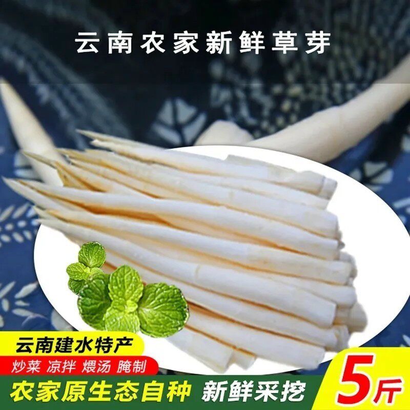 云南特产建水草芽象牙菜新鲜蔬菜农家自种产地直发土特产品美食材