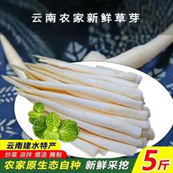 云南特产建水草芽象牙菜新鲜蔬菜农家自种产地直发土特产品美食材