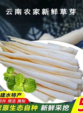 云南特产建水草芽象牙菜新鲜蔬菜