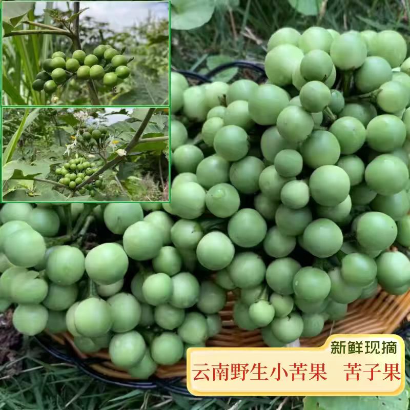 云南特产苦子果新鲜油煎美食蔬菜
