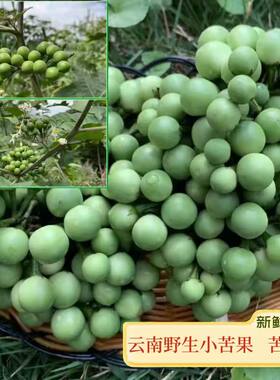 云南特产苦子果新鲜油煎美食蔬菜