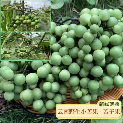 云南小苦子果新鲜野生泰国山巅圆茄撒苤苦水金纽扣油煎凉拌美食材