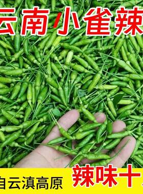 云南特产正宗小雀辣新鲜超香辣