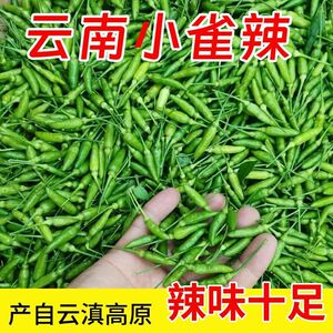 云南特产正宗小雀辣新鲜超香辣
