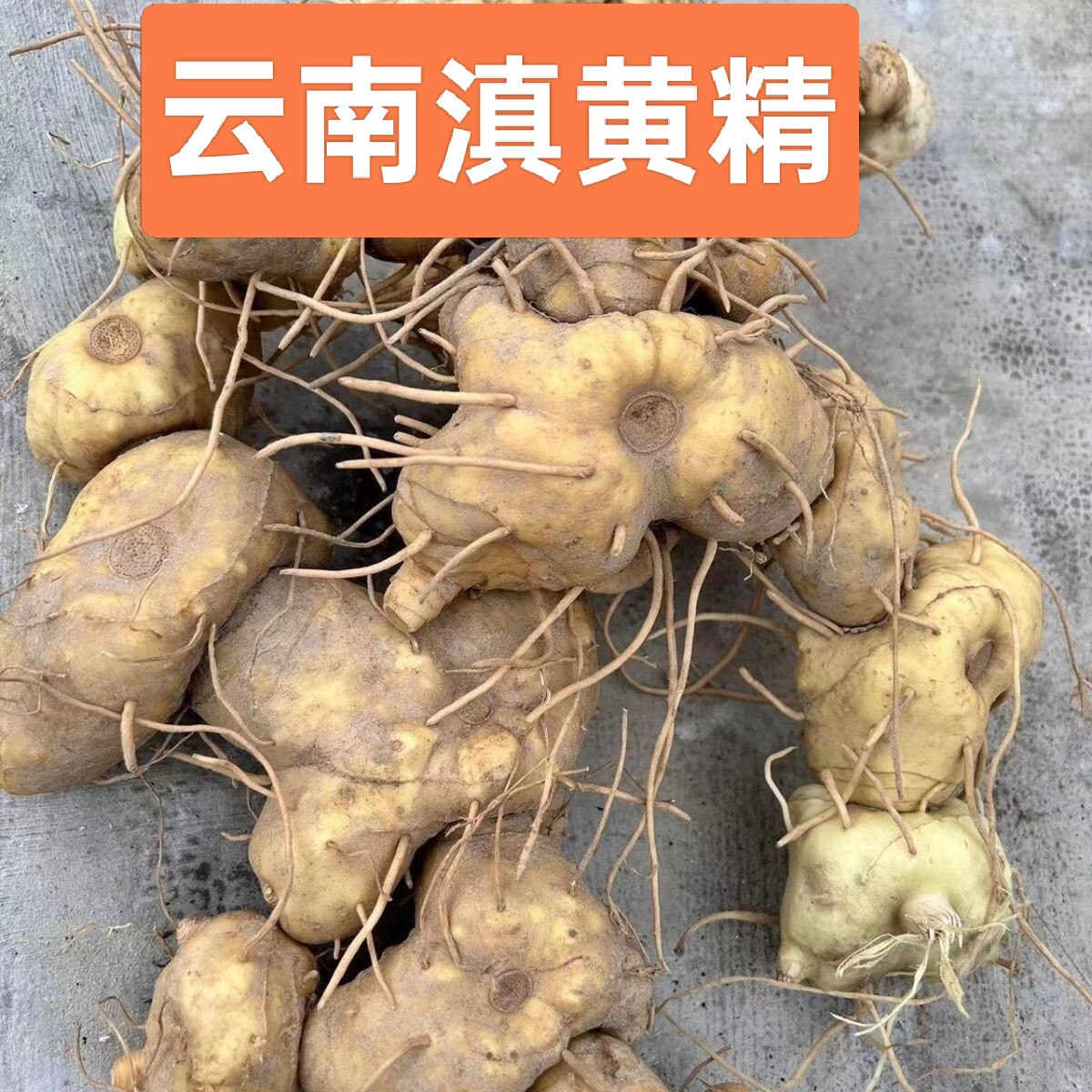 云南新鲜生黄精野深山中药材泡酒煲汤鸡头滇黄精老虎姜滋补药食品