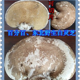 东北长白山野生白灵芝 玉芝整只灵芝 正宗纯野生可加工切片250克