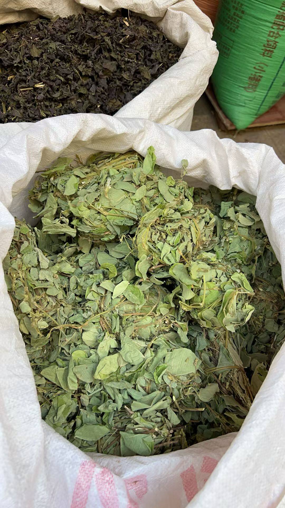 广西大叶金钱草中药材广金钱草泡水喝新鲜金钱草金钱草正宗