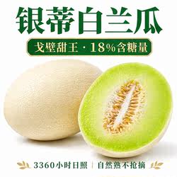 甘肃兰州白兰瓜银蒂甜瓜网纹沙漠戈壁哈密瓜新鲜水果蜜瓜整箱包邮