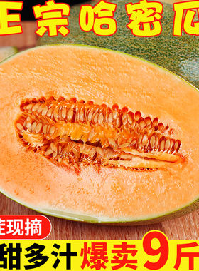 正宗哈密瓜脆甜西州蜜25号