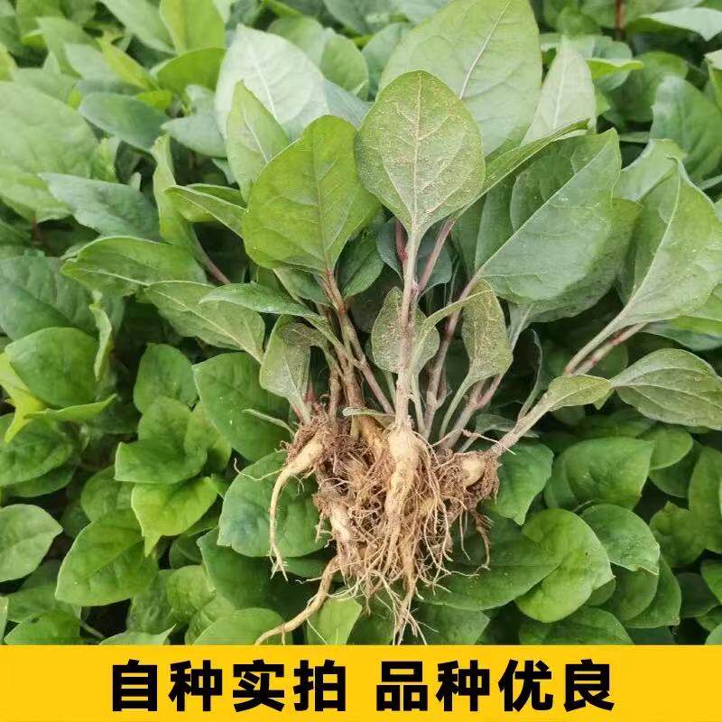 材种子 虎杖净种子 野生虎杖种子 大接骨 熊黄连种子包邮