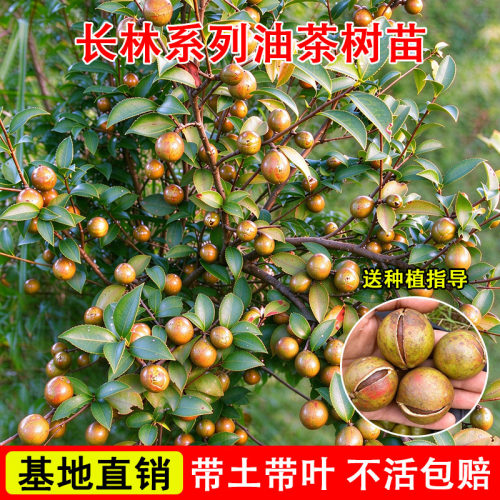 高产嫁接油茶苗树苗批发