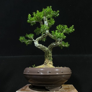 广东皱皮雀舌黄杨游龙精品黄杨怪桩年功精品盆景黄杨可室内外摆放