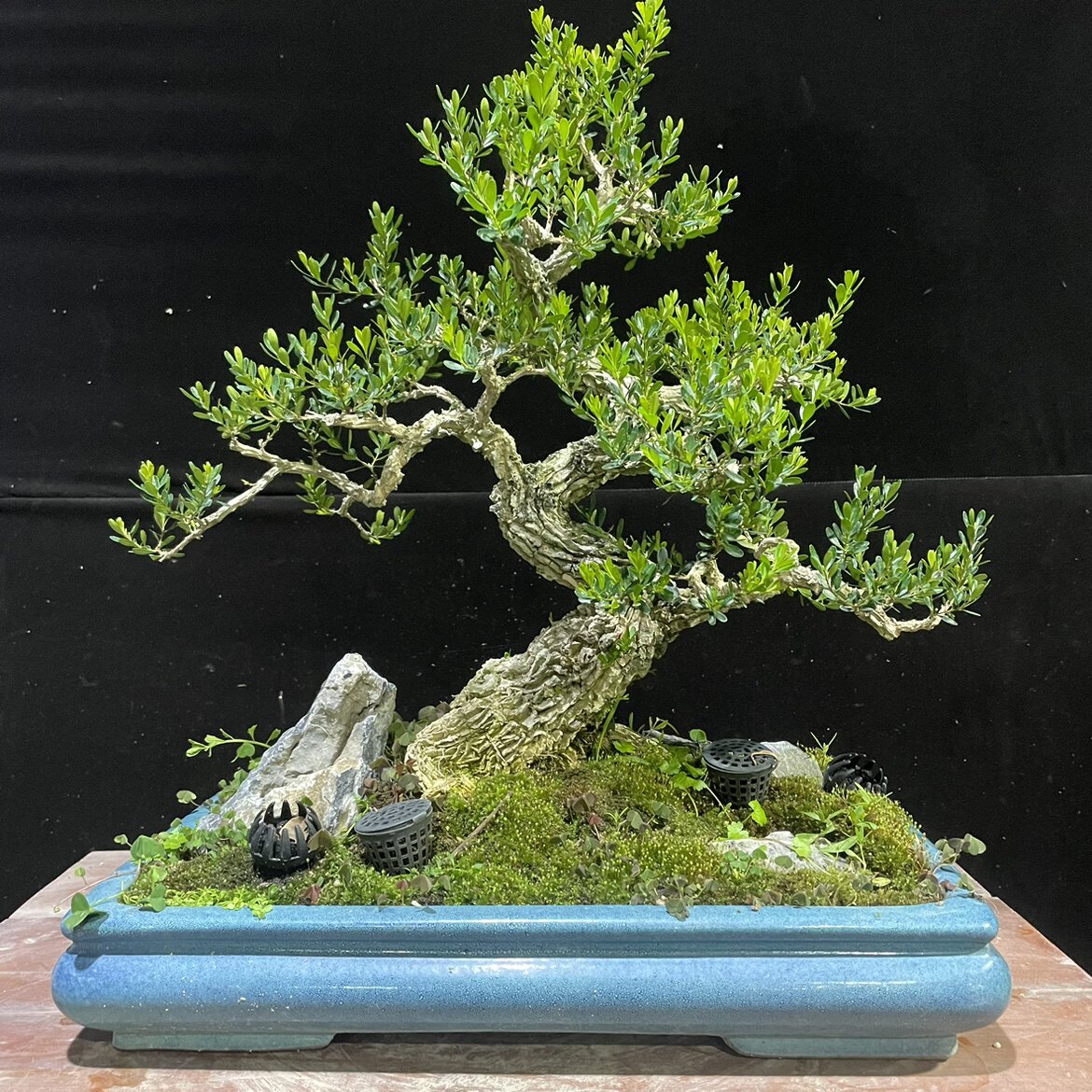 广东皱皮雀舌黄杨岭南手法游龙精品矮霸老桩 年功黄杨盆景剪枝