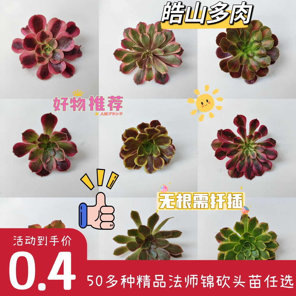 多肉植物桌面法师锦容易韶华