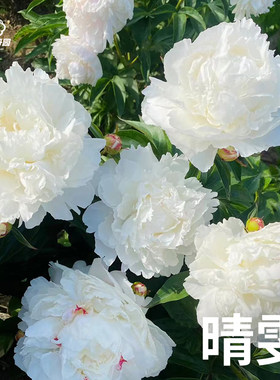 秀兰邓波儿-正宗重瓣大芍药盆栽对版春季开花室内室外庭院阳台