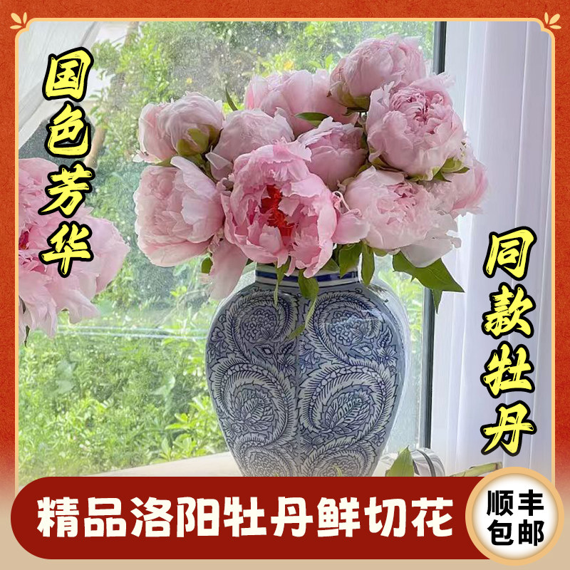 洛阳牡丹鲜切花基地直发室内插花送礼喜庆高档送长辈高品质鲜花