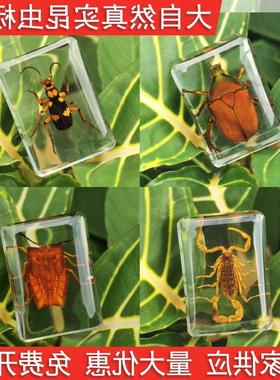 真实昆虫树脂标本透明金龟子蜘蛛蝎子摆件礼盒儿童生日圣诞节礼物