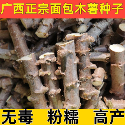 广西面包木薯种子黄心黄肉木薯苗红皮白肉木薯种苗木薯茎