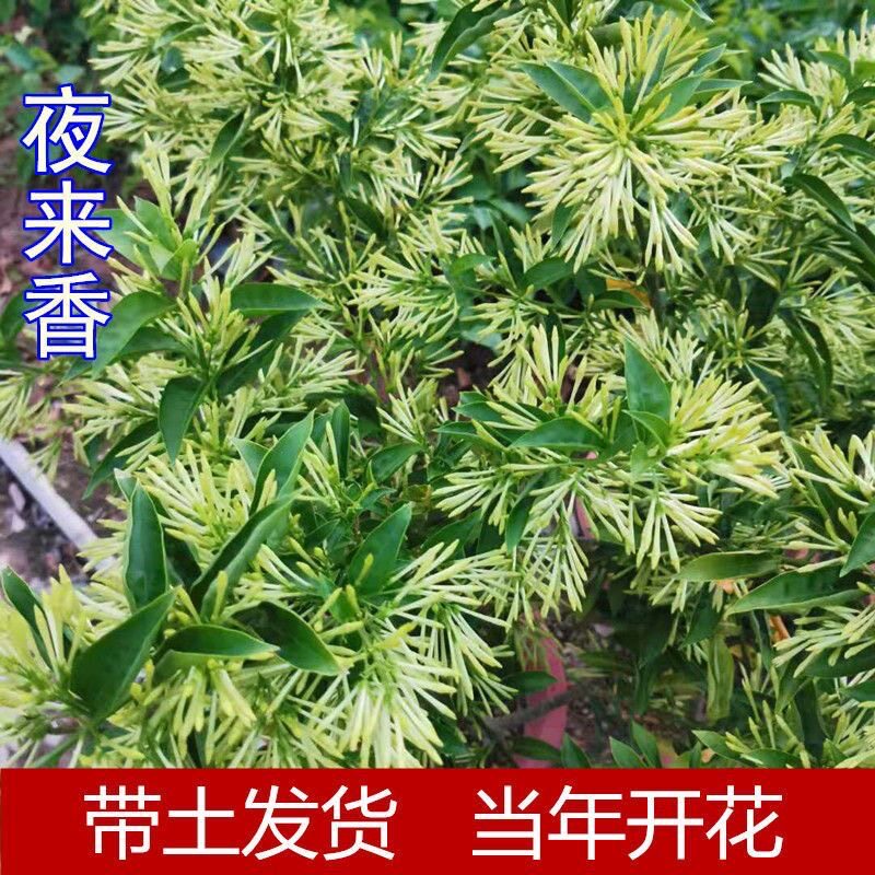 夜来香盆栽四季开花花香浓郁驱蚊