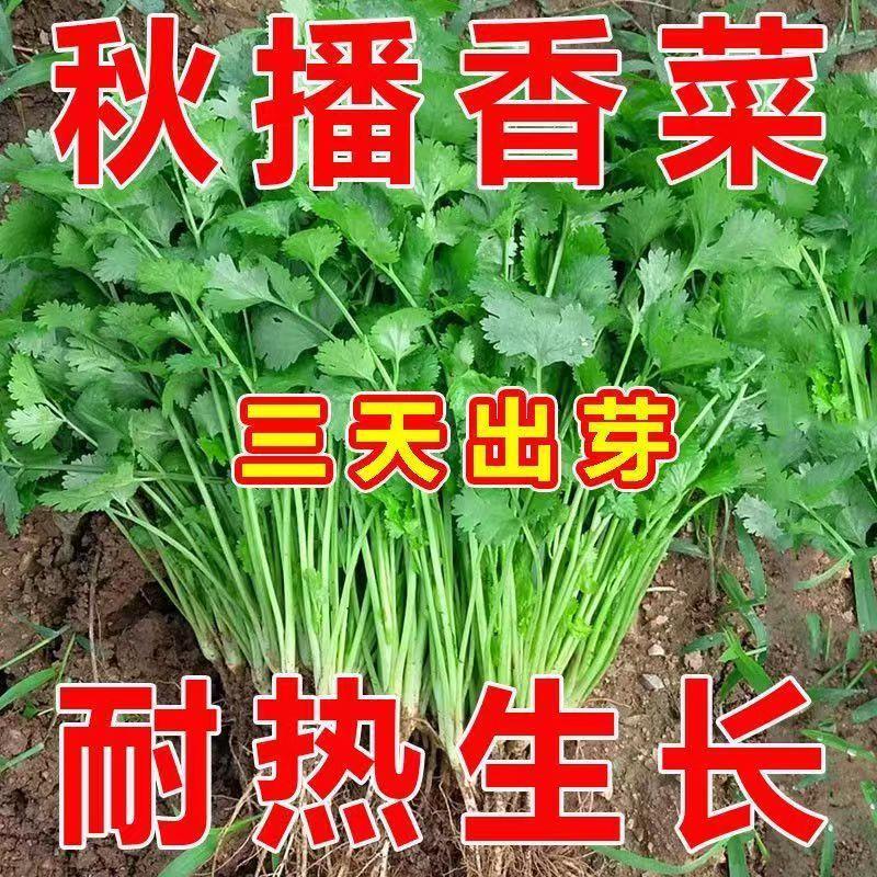 香菜种子老品种耐寒大叶