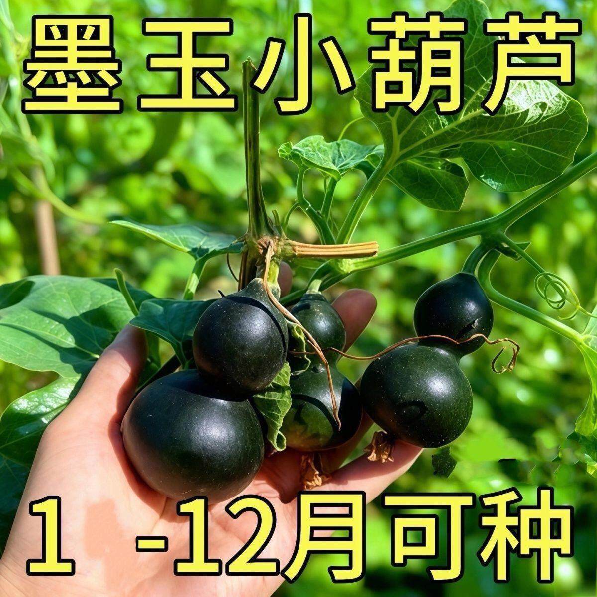 超小翠玉葫芦种子翡翠墨绿籽器新品平底稳坐墨绿葫芦种子紫皮新鲜