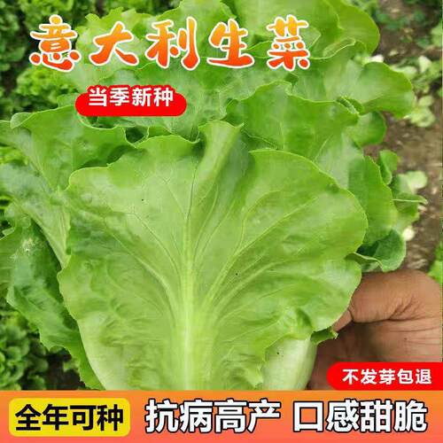 耐热意大利生菜菜种子生菜种子生吃甜脆冬季菜种高产耐热