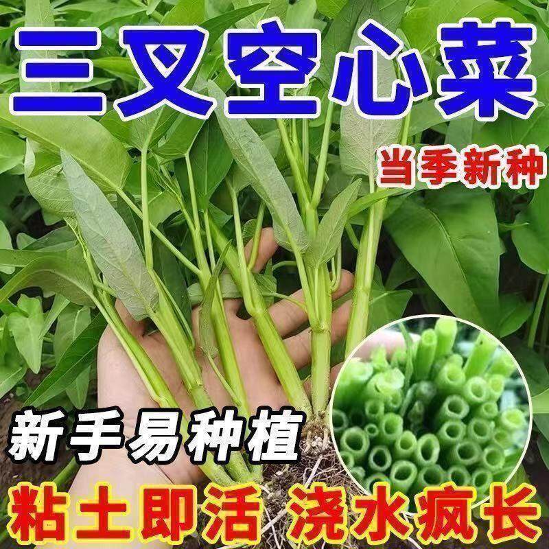 正宗高产三叉空心菜种籽柳叶通心菜种子四季阳台蔬菜种子盆栽菜园