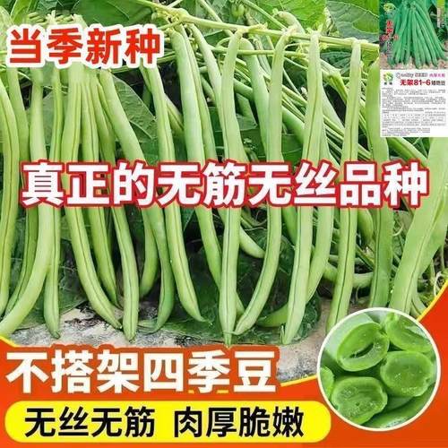 高产无架四季豆种子矮地豆早熟不爬藤短豆角菜种籽阳台盆栽无筋豆