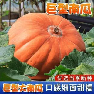 巨型南瓜种子种籽特大超大特色观赏太空孑蔬菜种春播瓜果种蔬菜籽