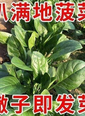 趴地菠菜种子黑园叶菠菜种籽生长速度快耐寒高产越冬蔬菜种子大全