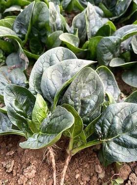 趴地菠菜种子黑园叶菠菜种籽生长速度快耐寒高产越冬蔬菜种子大全