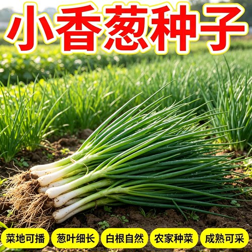 四季小香葱种子红根葱头种葱种籽分葱大葱小葱籽阳台盆栽蔬菜种孑