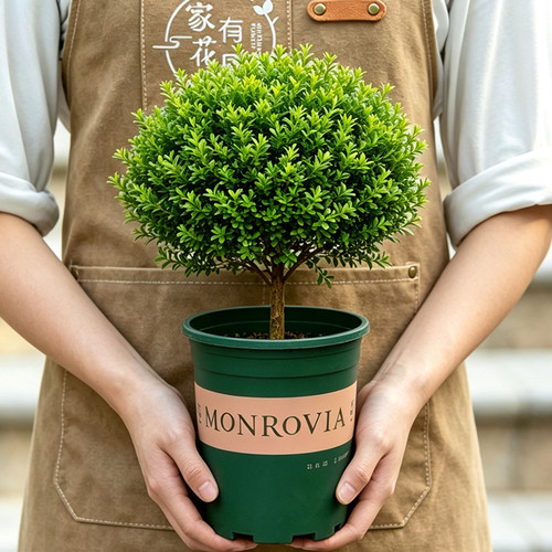阳台四季老桩盆景植物盆栽