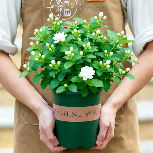 茉莉花盆栽带苞易开花老桩花苗