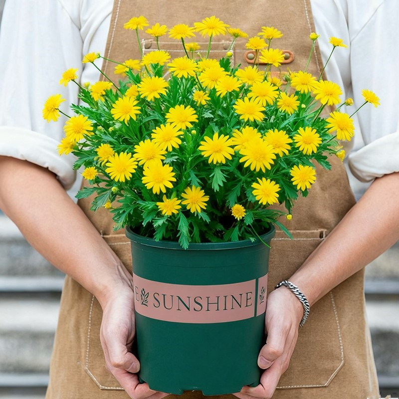 木春菊盆栽带花苞室外庭院室内阳台开花植物绿植四季花卉老桩花苗