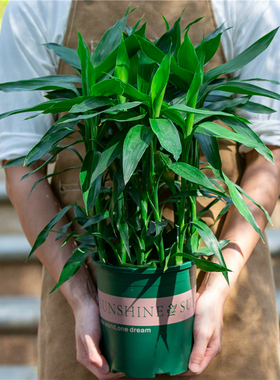 富贵竹盆栽室内阳台客厅办公室桌面招财植物绿植适合土养土培花卉