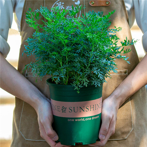 芸香草阳台中草药植物