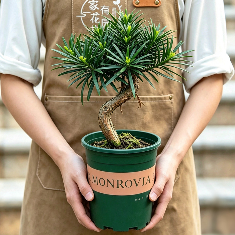 名贵罗汉松造型盆景室外庭院室内阳台植物花卉老桩树苗小盆栽绿植