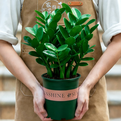 金钱树盆栽老桩树苗绿植