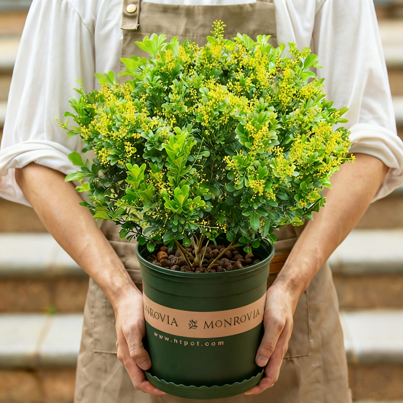 米兰花盆栽带花苞室内阳台室外庭院开花植物四季花卉绿植老桩花苗