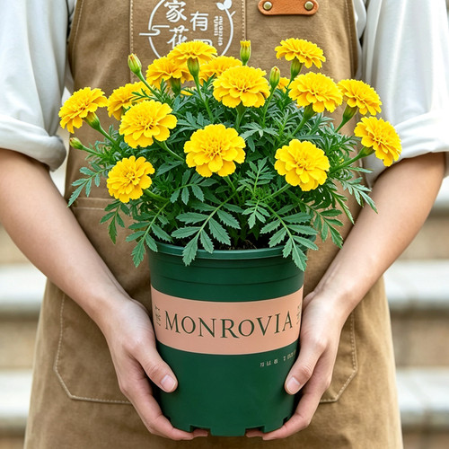 黄色重瓣万寿菊盆栽带花苞室内阳台室外庭院开花植物四季花卉花苗